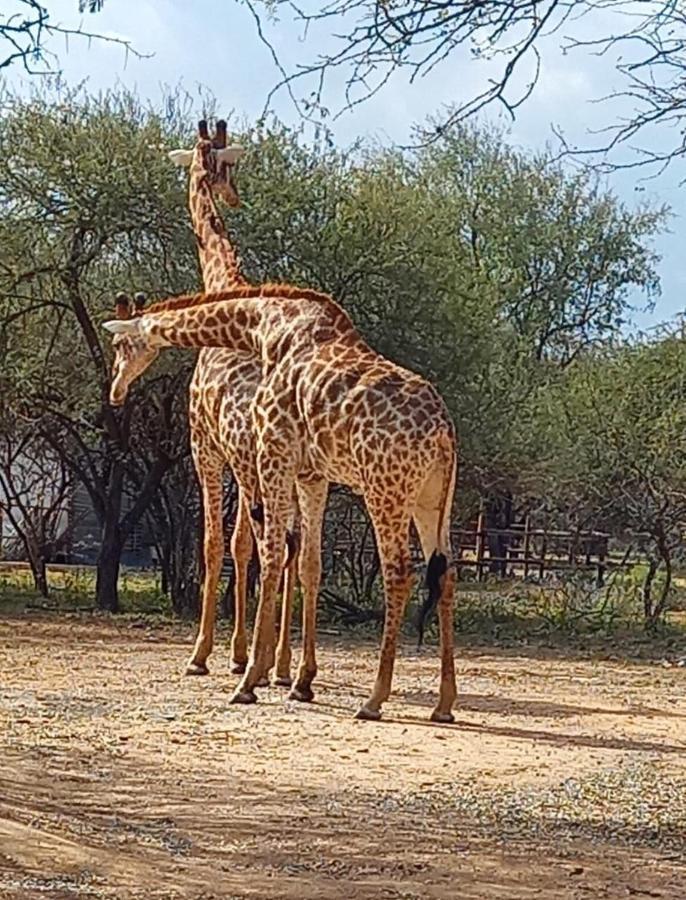 Kudus Crest Bush Retreat Apartman Marloth Park Kültér fotó