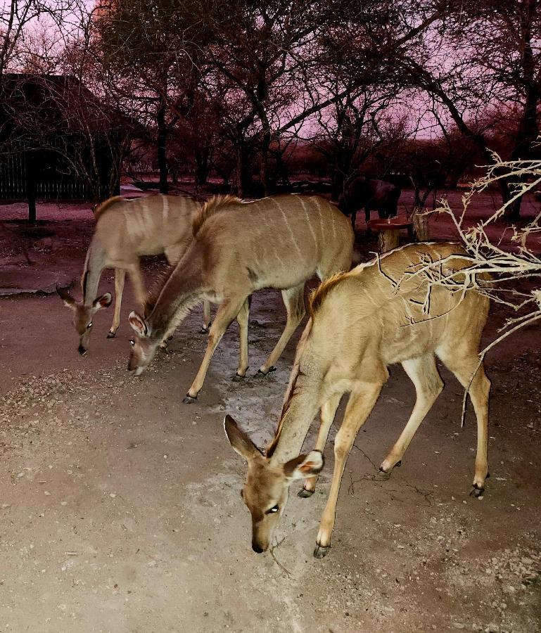 Kudus Crest Bush Retreat Apartman Marloth Park Kültér fotó