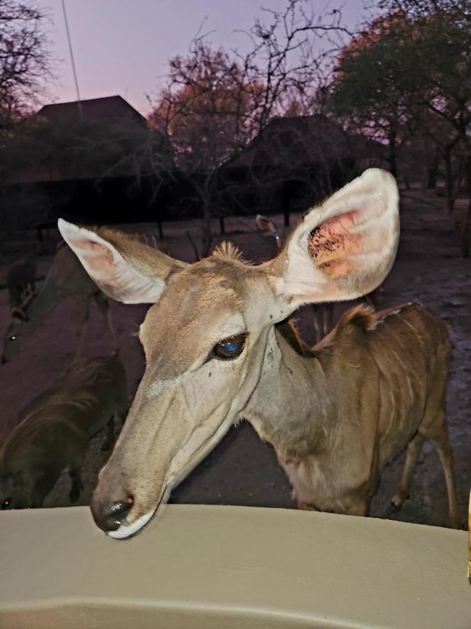 Kudus Crest Bush Retreat Apartman Marloth Park Kültér fotó